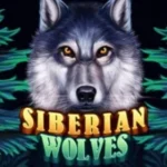 Siberian Wolves