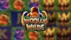 Get Wildly Excited with Woolly Wilds