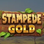 Stampede Gold