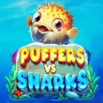 Puffers Vs Sharks