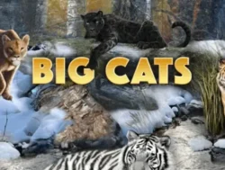 25 Free Spins on ‘Big Cats’ at Lincoln Casino